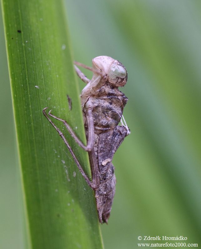 vážka obecná, Sympetrum vulgatum, Anisoptera (Vážky, Odonata)